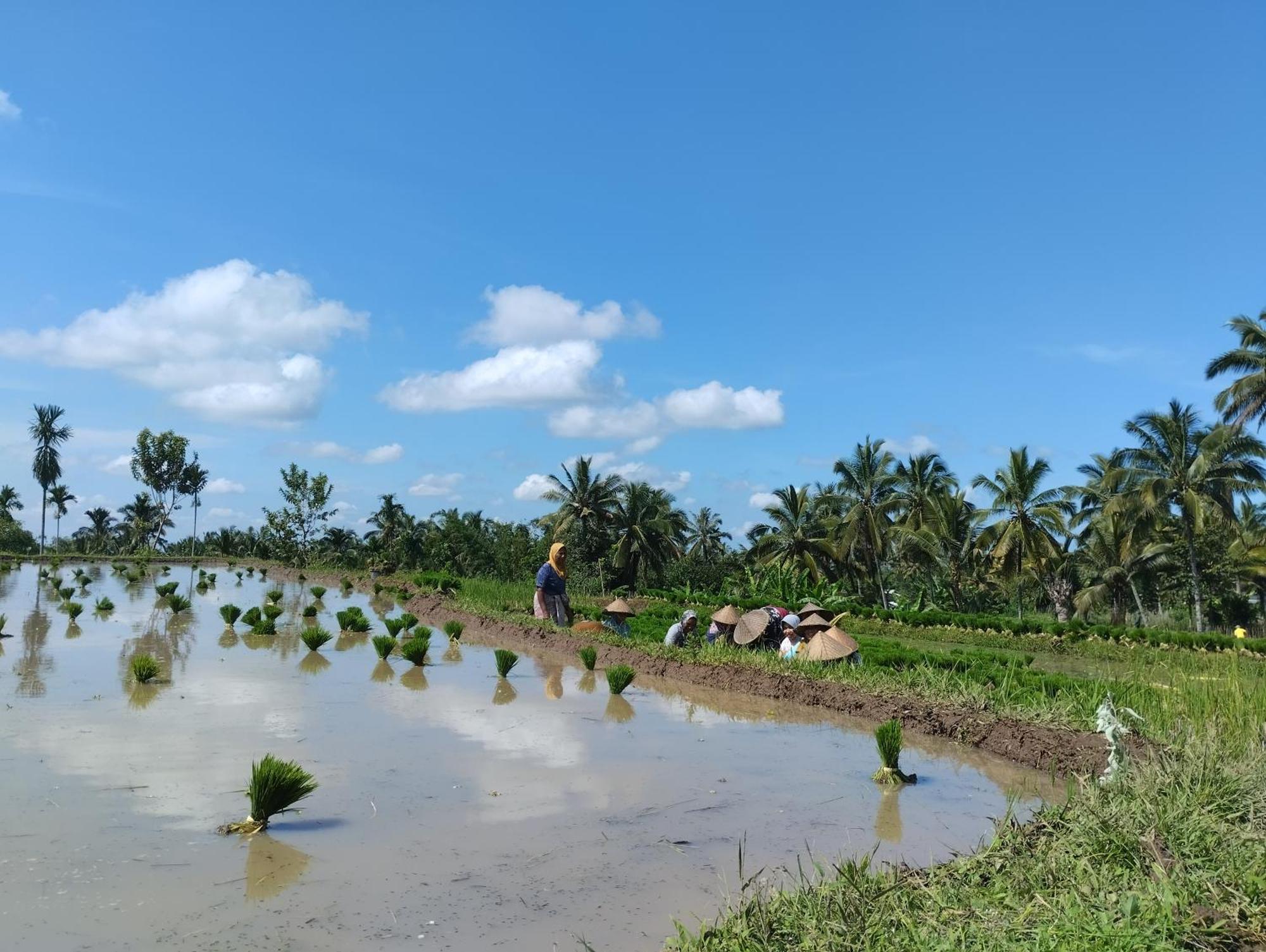 טטבאטו Rice Field Inn - Lombok מראה חיצוני תמונה