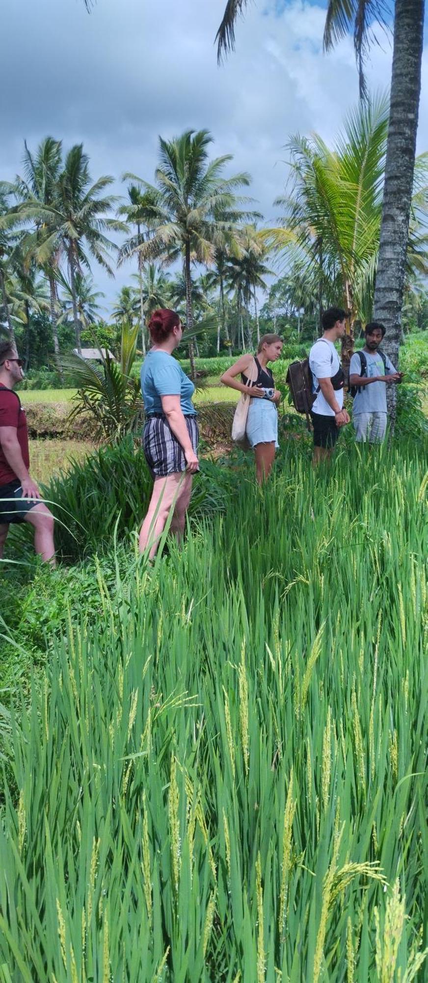 טטבאטו Rice Field Inn - Lombok מראה חיצוני תמונה