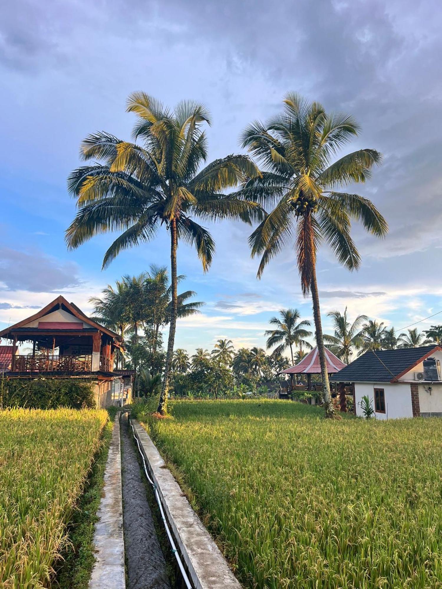 טטבאטו Rice Field Inn - Lombok מראה חיצוני תמונה
