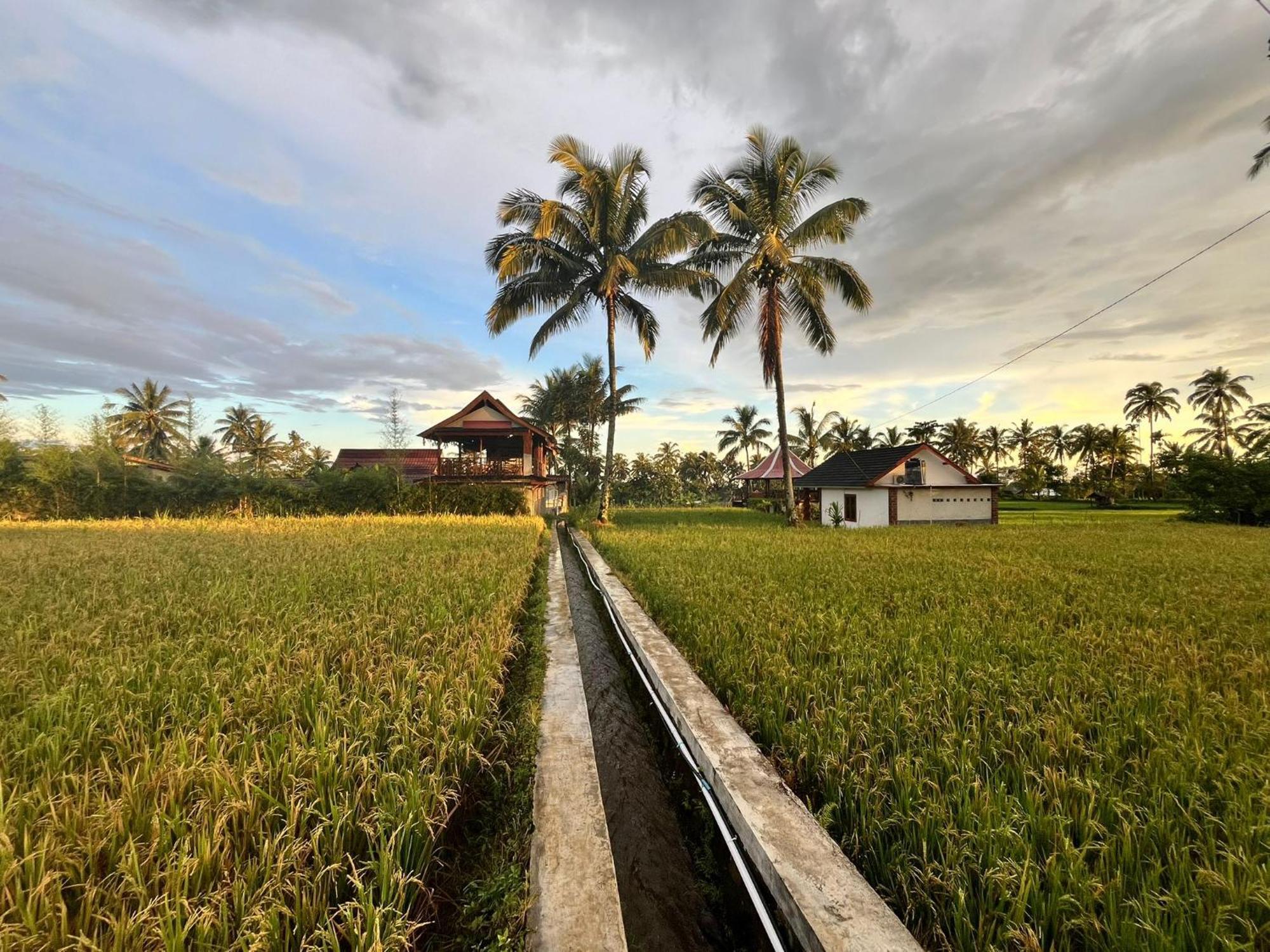 טטבאטו Rice Field Inn - Lombok מראה חיצוני תמונה
